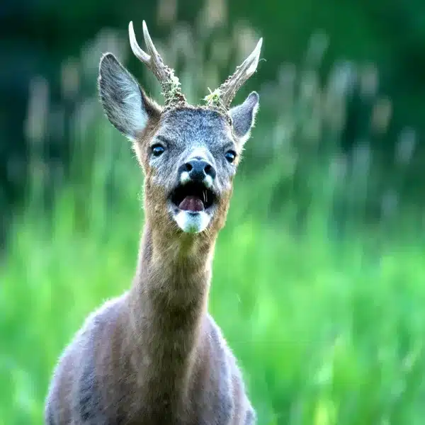 Por qué ladran los corzos