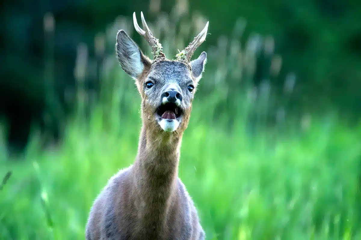 Por qué ladran los corzos