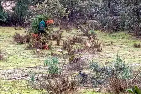 sorpresa aves perdiz con reclamo