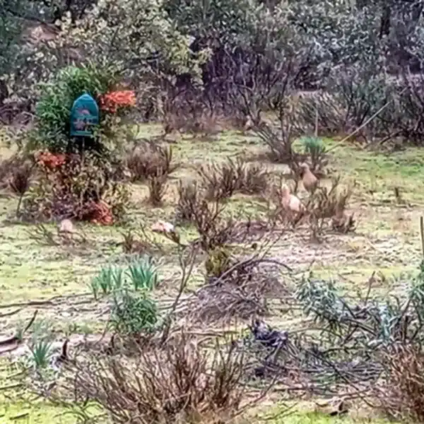 sorpresa aves perdiz con reclamo