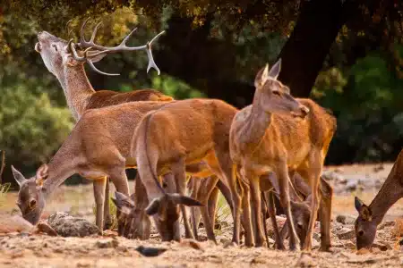 sorteo recechos Cataluña