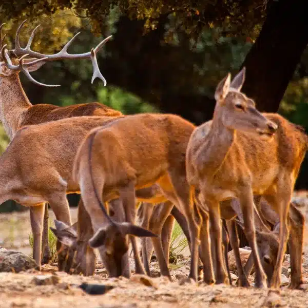 sorteo recechos Cataluña