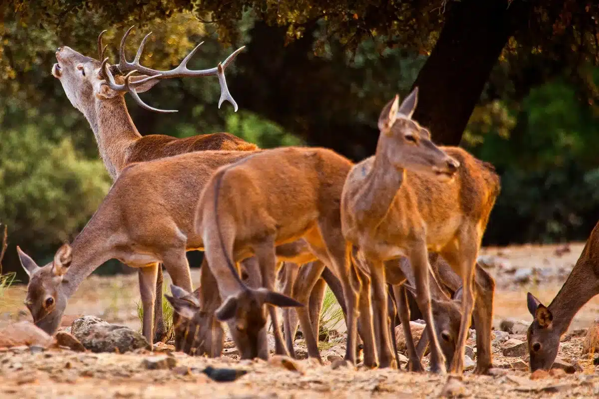 sorteo recechos Cataluña