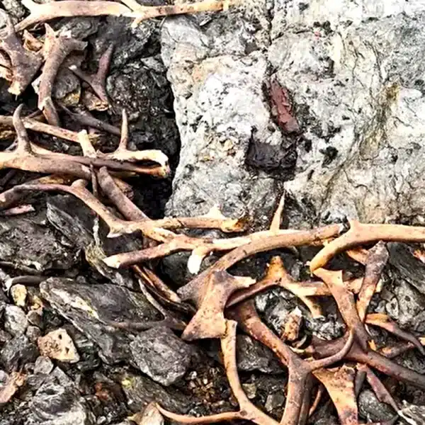 trampa caza Noruega 1500 años deshielo