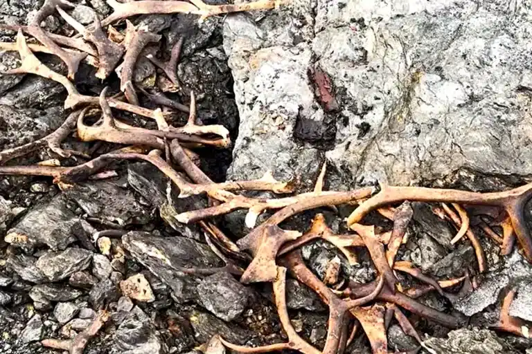 trampa caza Noruega 1500 años deshielo