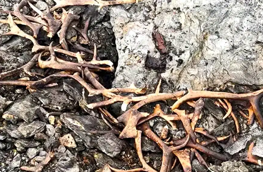 trampa caza Noruega 1500 años deshielo