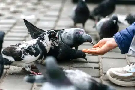 150.000 euros capturar palomas Torrejón de Ardoz conejo cotorra