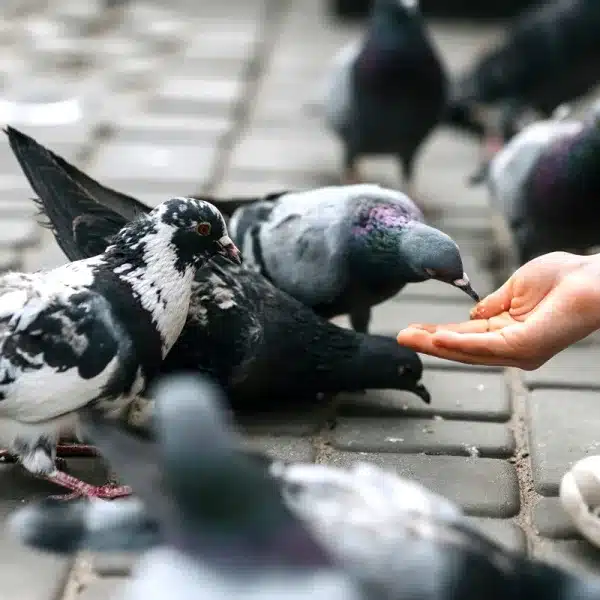 150.000 euros capturar palomas Torrejón de Ardoz conejo cotorra