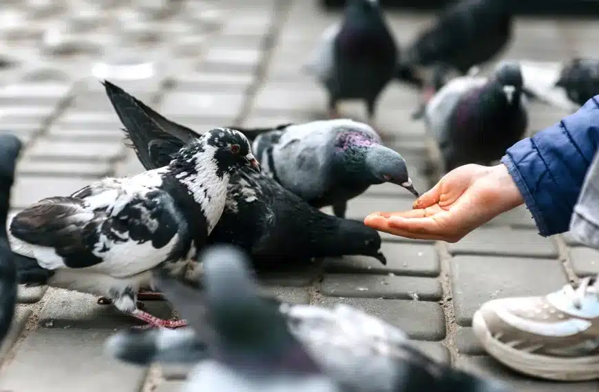 150.000 euros capturar palomas Torrejón de Ardoz conejo cotorra