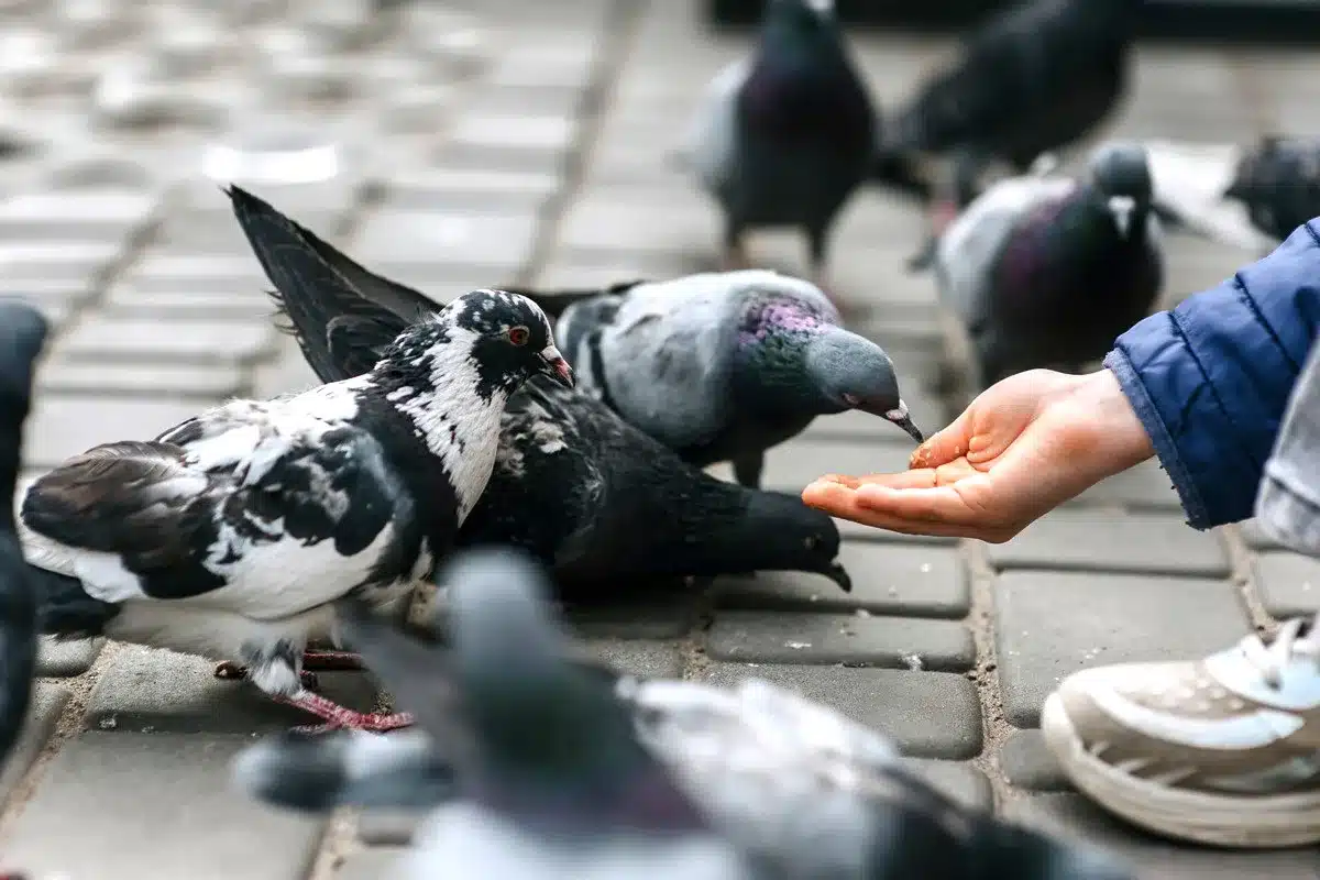 150.000 euros capturar palomas Torrejón de Ardoz conejo cotorra