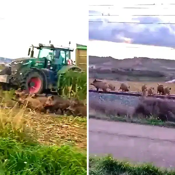 agricultor cosecha maíz sorpresa