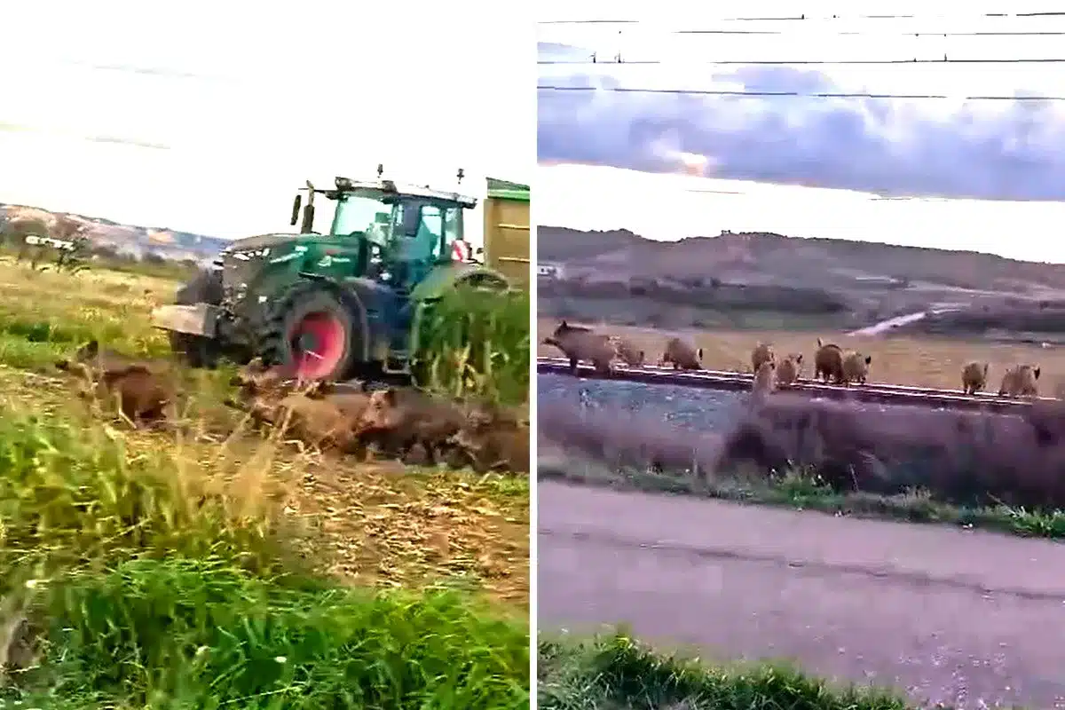 agricultor cosecha maíz sorpresa