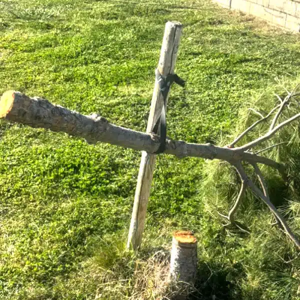 árboles cortados por el tronco