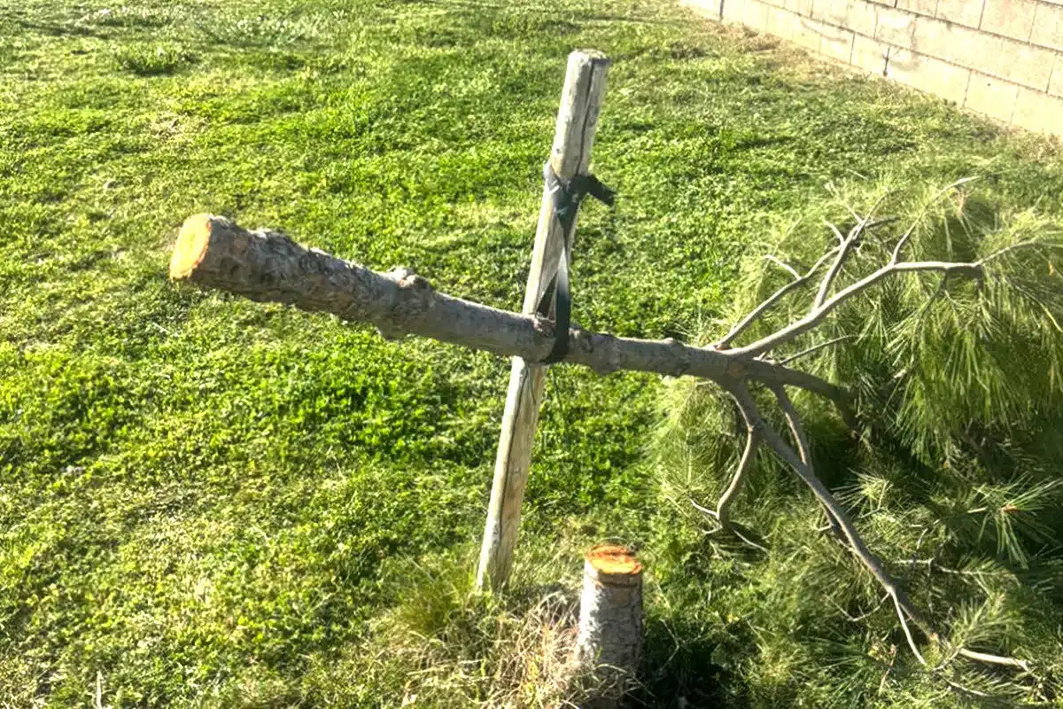 árboles cortados por el tronco