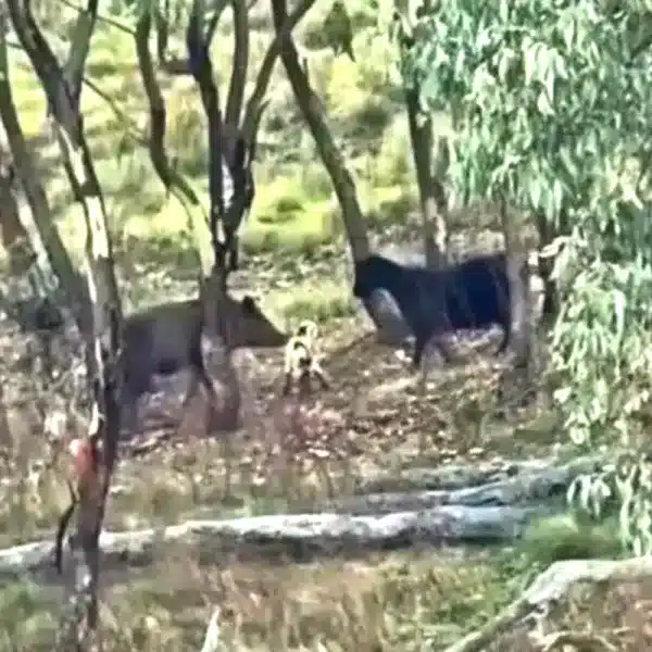 ataque jabalí cabrito