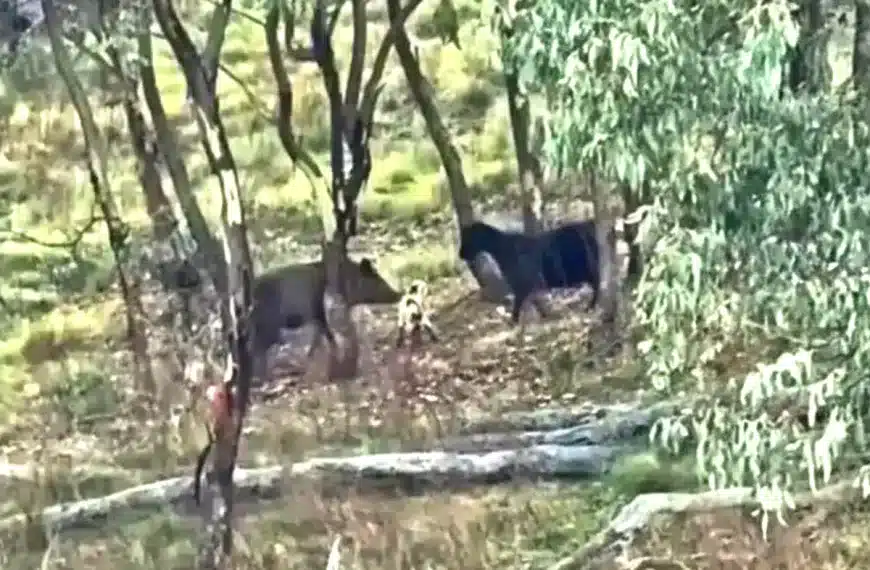 ataque jabalí cabrito