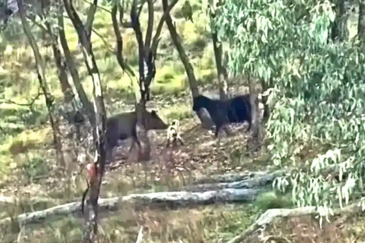 ataque jabalí cabrito