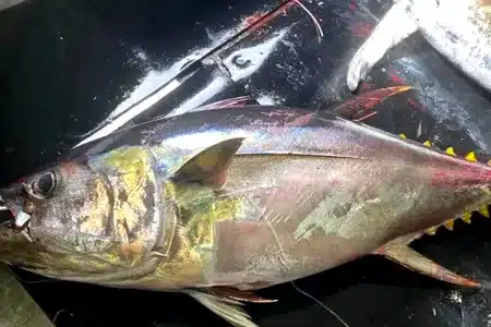 atún marcado Cabo Verde