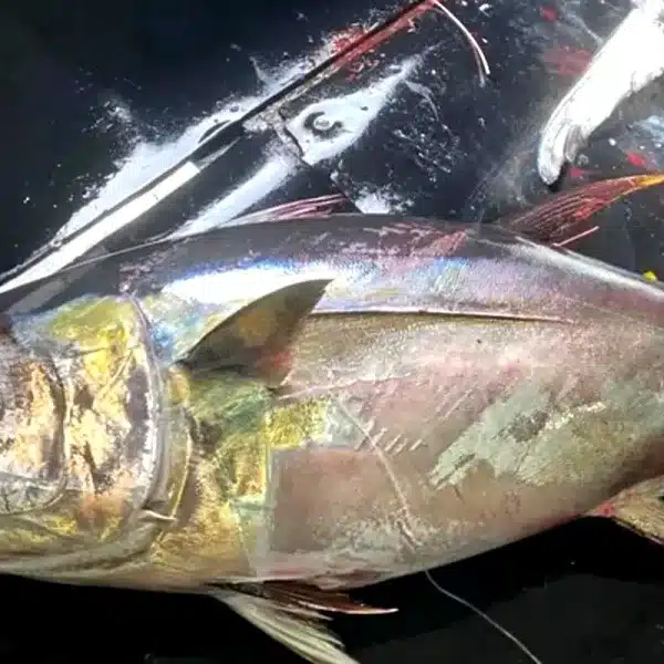 atún marcado Cabo Verde