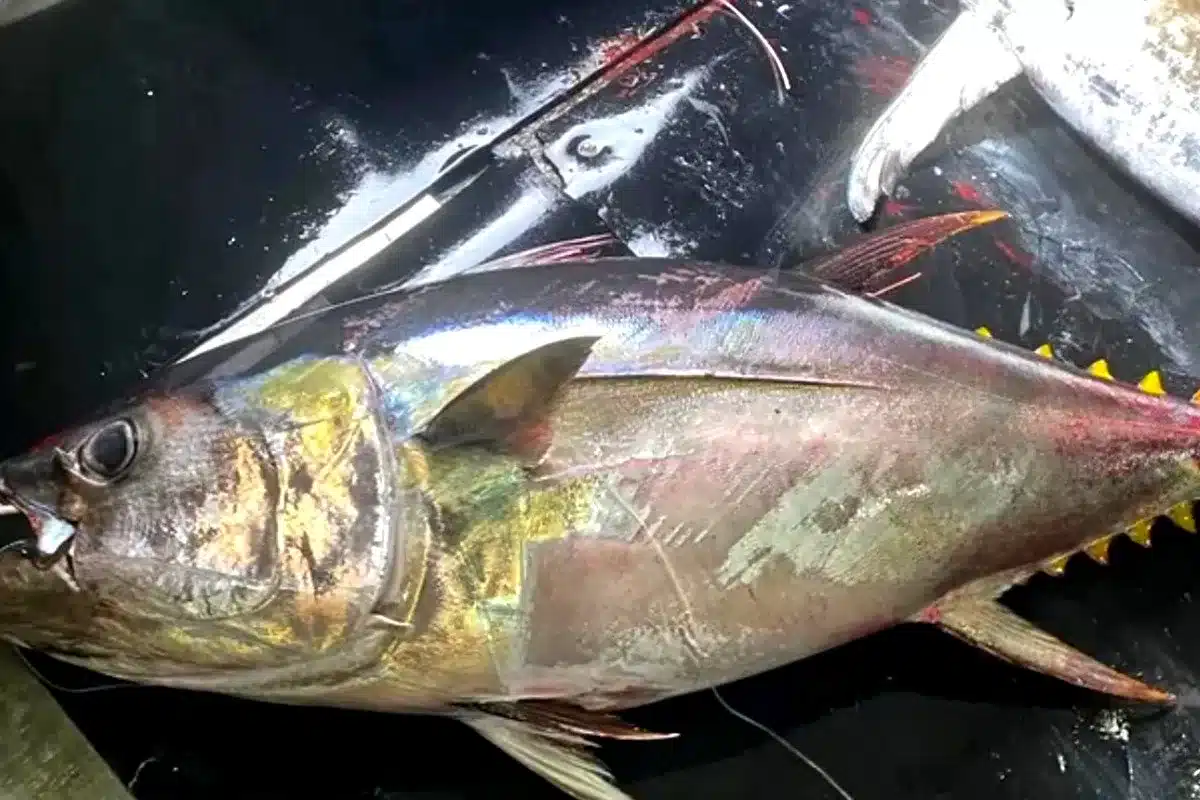 atún marcado Cabo Verde