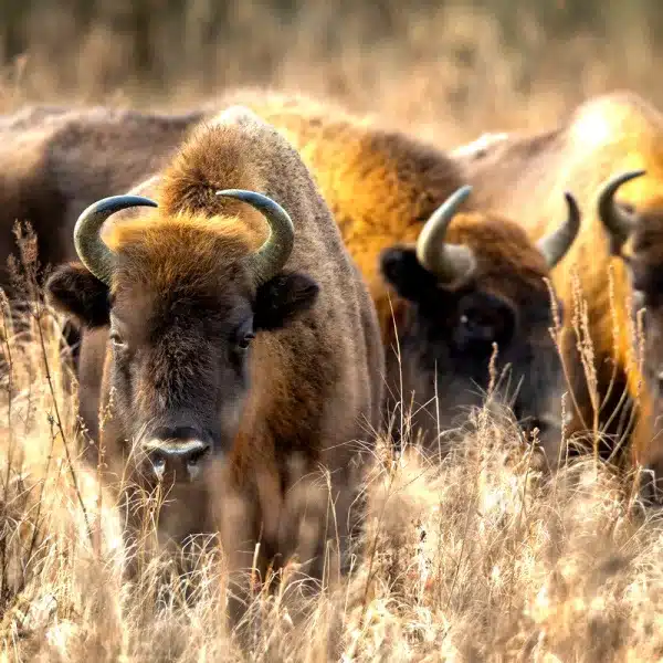bisontes como bomberos forestales