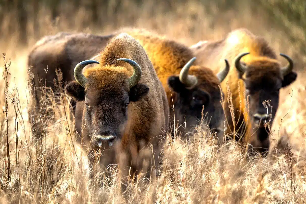 bisontes como bomberos forestales