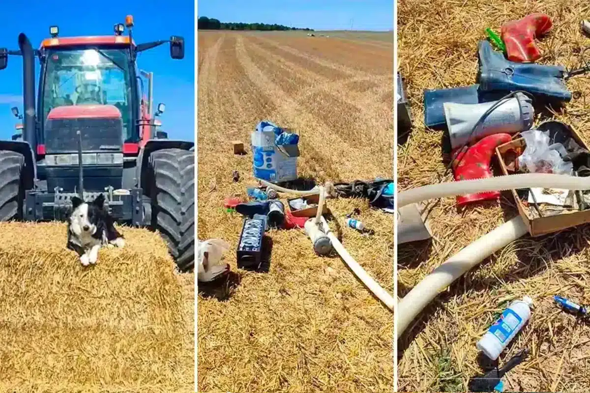 cabreo monumental agricultor veraneantes