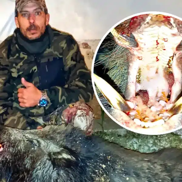 caza jabalí grandes colmillos meses