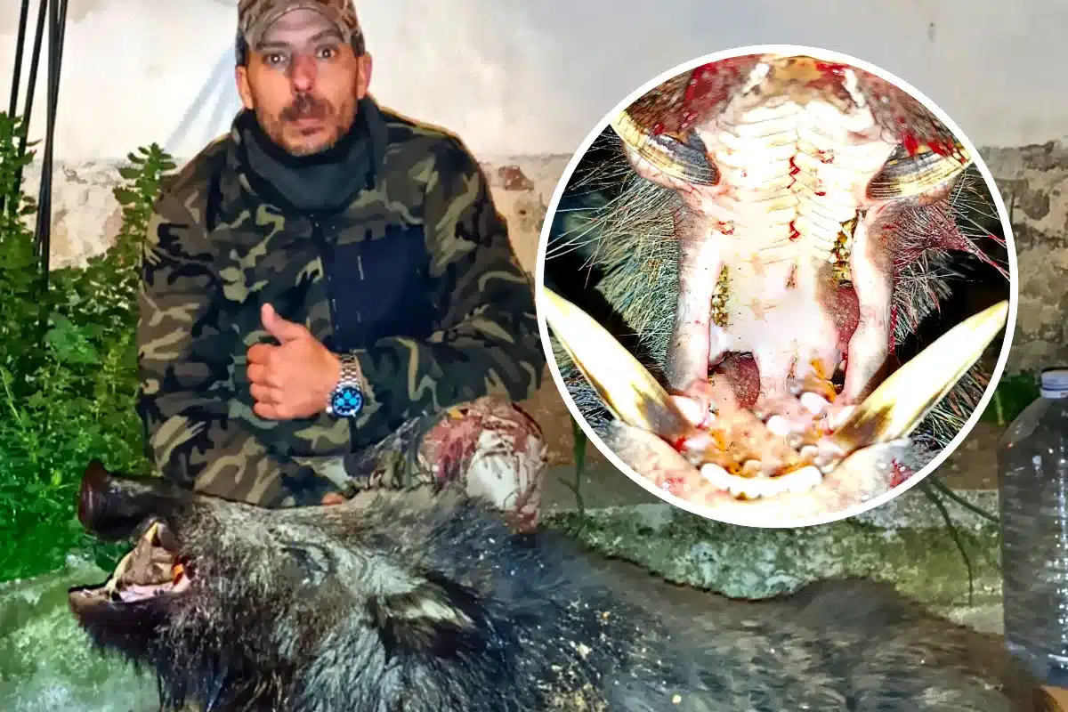 caza jabalí grandes colmillos meses