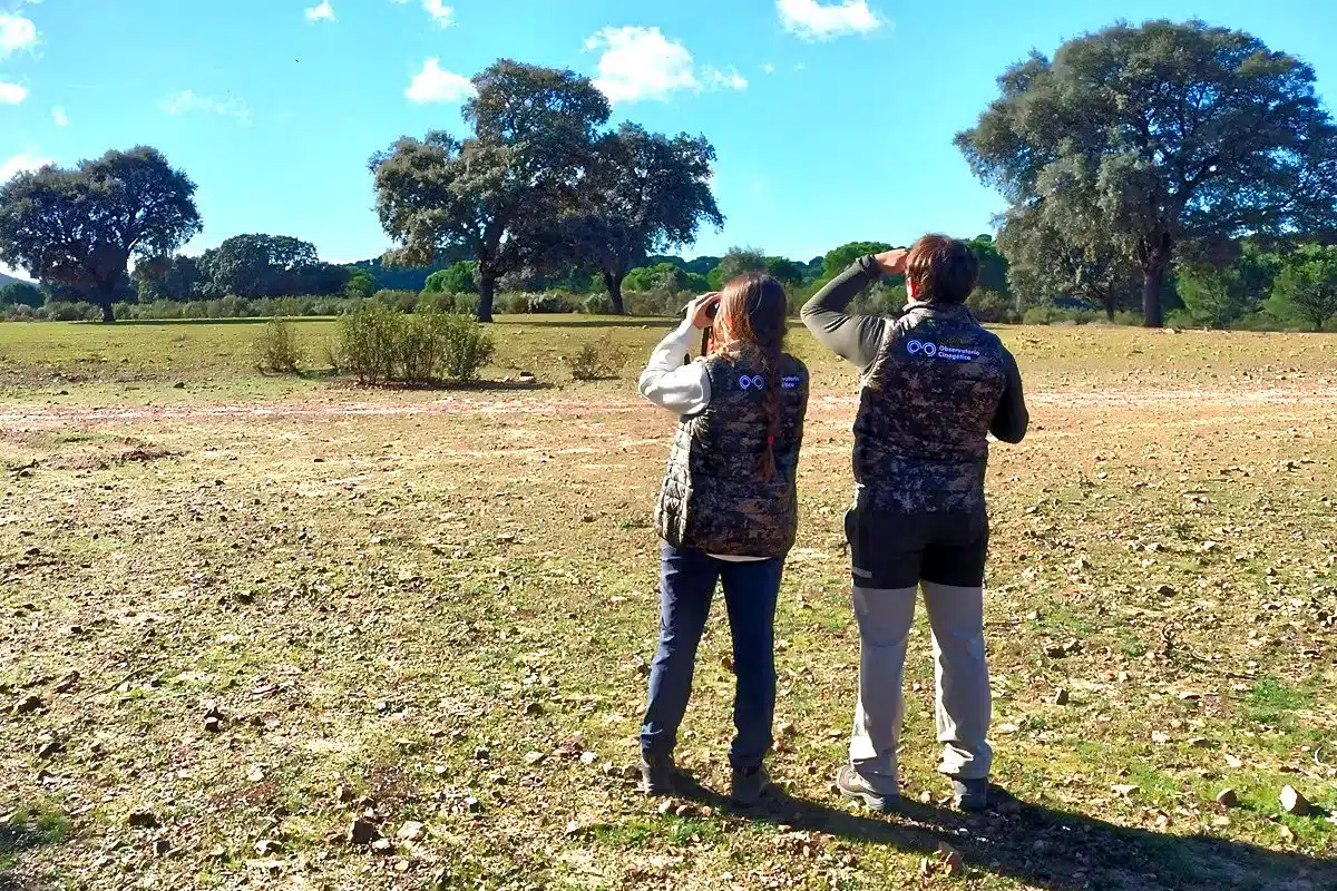 Censos codorniz y tórtola Observatorio Cinegético