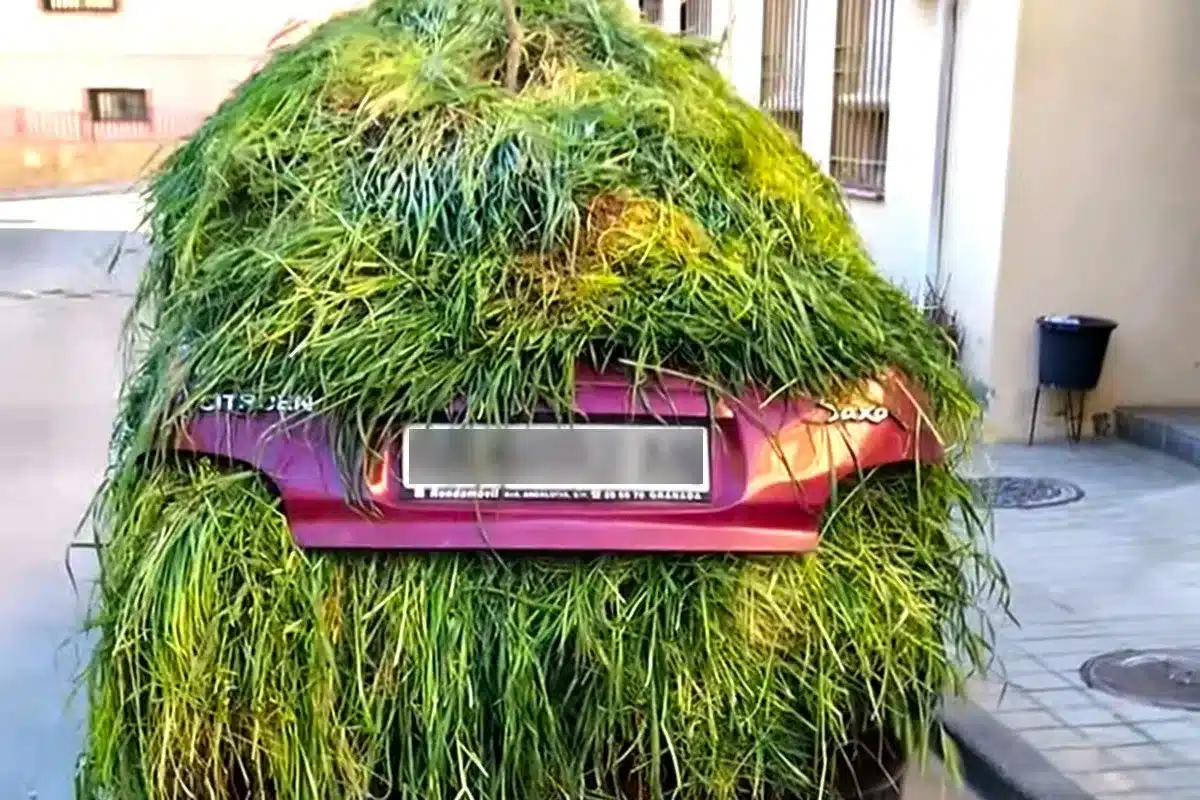 Citröen Saxo hierba