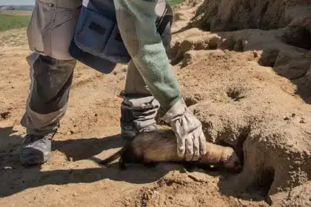 conejos furtivo capillos