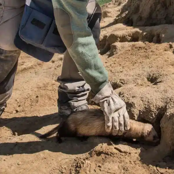 conejos furtivo capillos