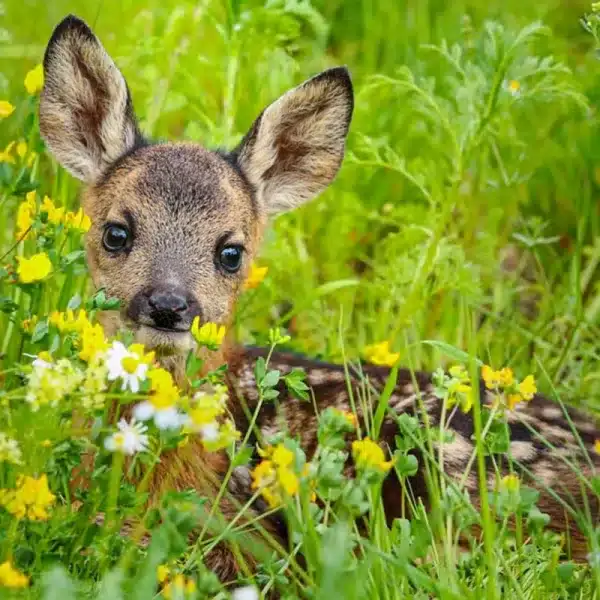 Corcino. © Shutterstock