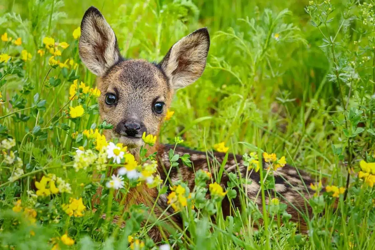 Corcino. © Shutterstock