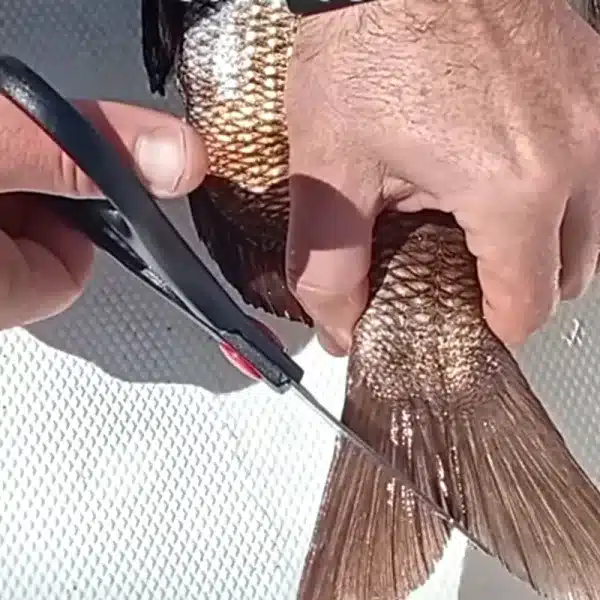 corte aleta caudal pescadores multa