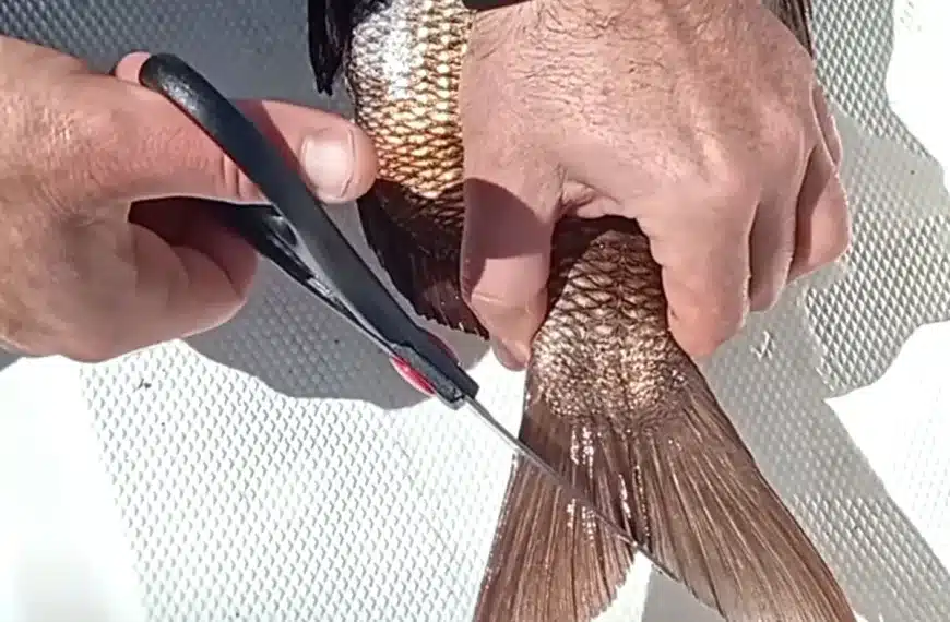 corte aleta caudal pescadores multa