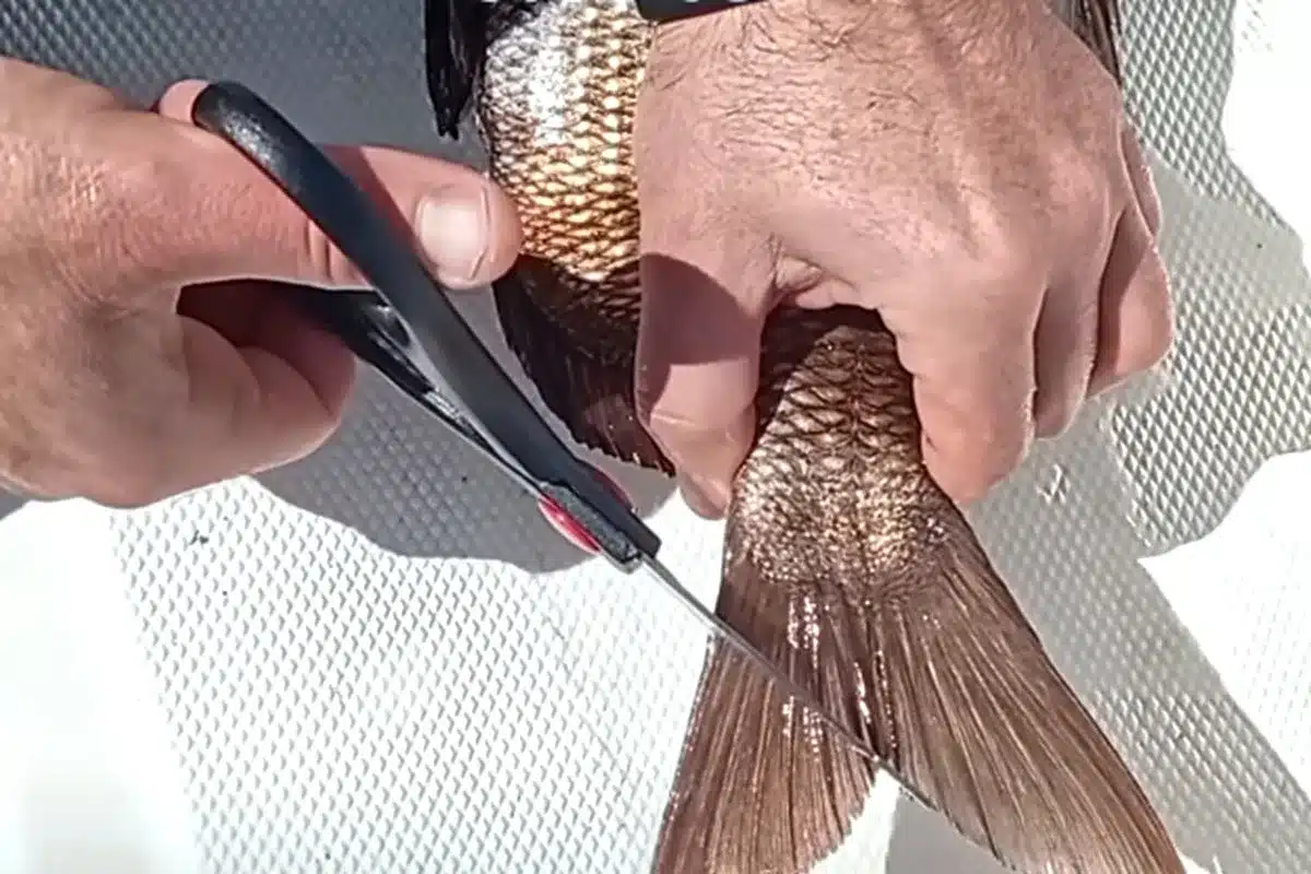 corte aleta caudal pescadores multa