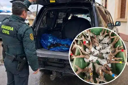 corzos maletero Palencia