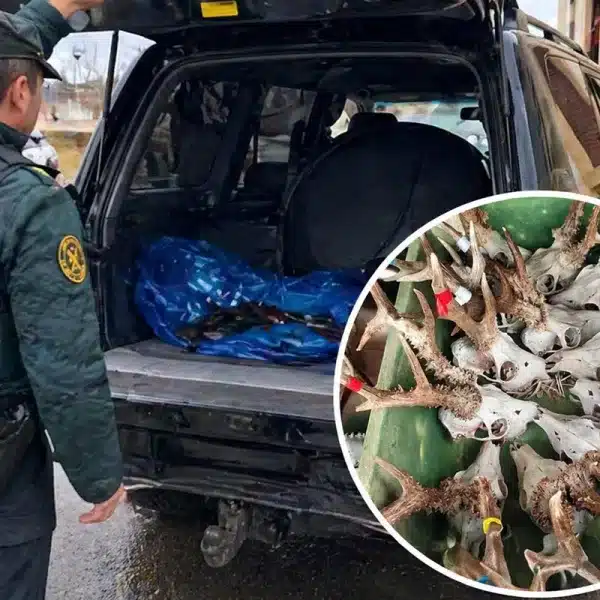 corzos maletero Palencia