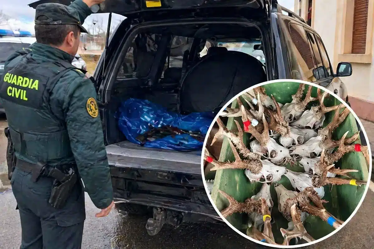 corzos maletero Palencia