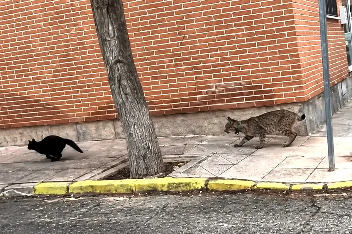 El lince detrás de un gato