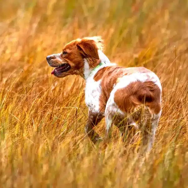 epagneul breton corte de cola perros de caza