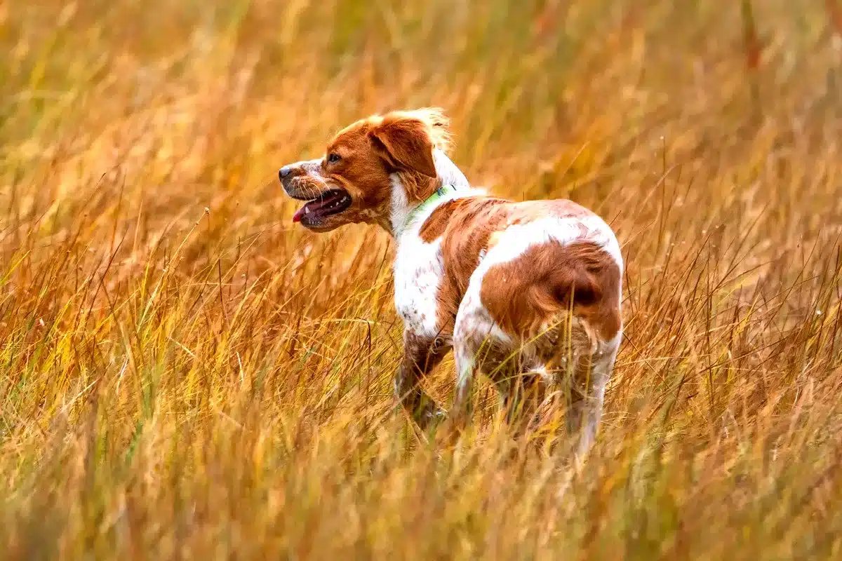 epagneul breton corte de cola perros de caza
