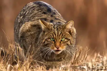 gato montés estudio ley animalista