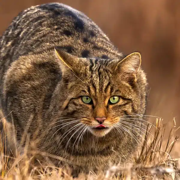 gato montés estudio ley animalista