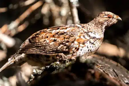 grévol