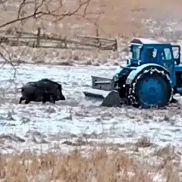 jabalí persigue tractor