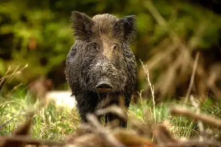 jabalí peste porcina africana
