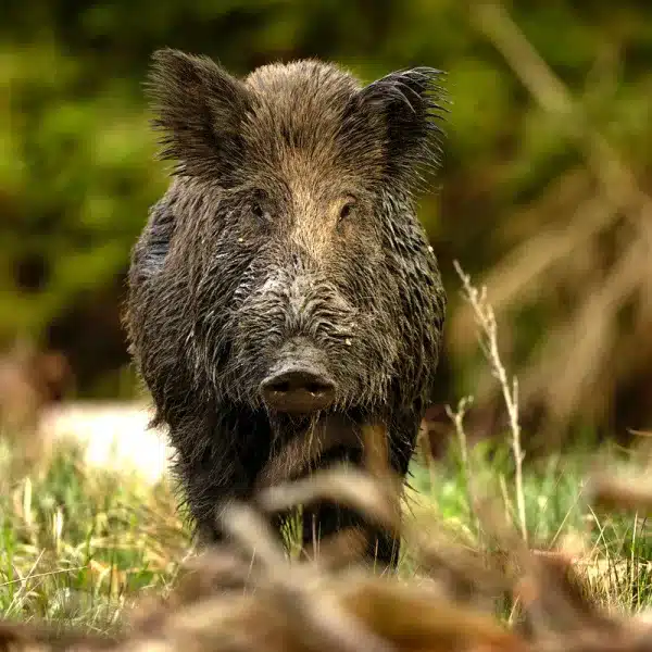 jabalí peste porcina africana